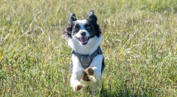 /images/uploads/juneau animal rescue/alaskapets2020/entries/15016thumb.jpg